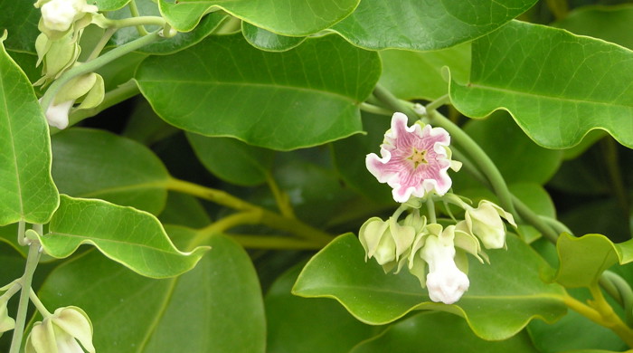 Close up of Moth Plant flowers and buds.