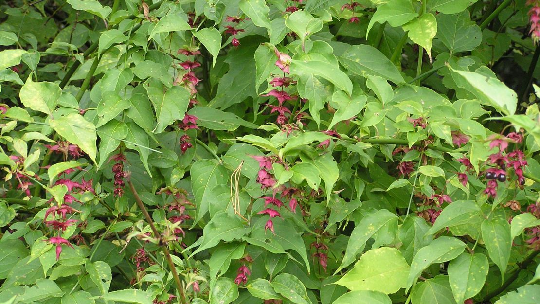 Himalayan Honeysuckle shrub in flower.