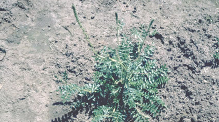 Sheep's bur growing in a cluster.