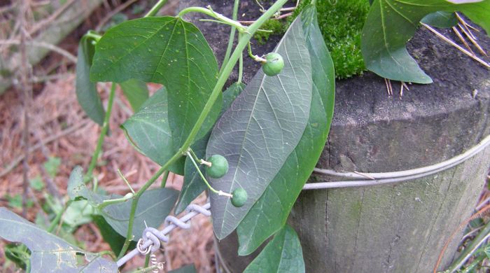 Bat wing passion flower with small green fruit.