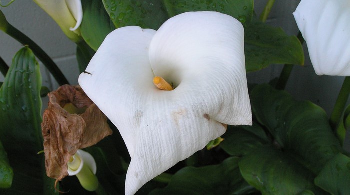 Arum lily flower close up with yellow spike.
