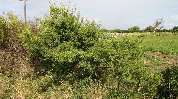 An overgrown spiny broom bush.