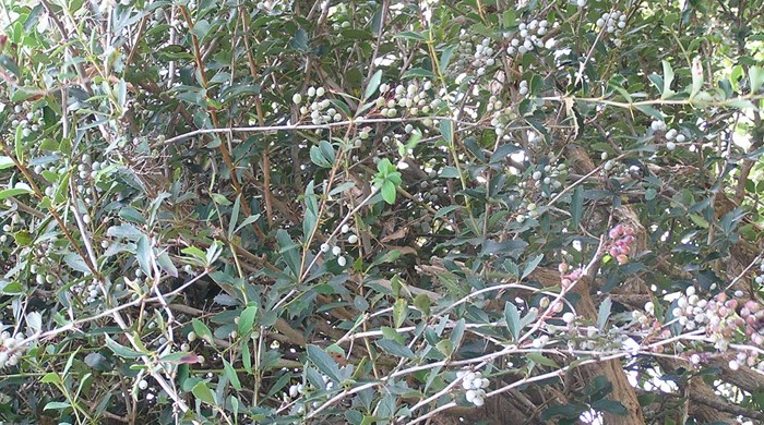 A barberry tree with branches crawling everywhere and bunches of seeds. 