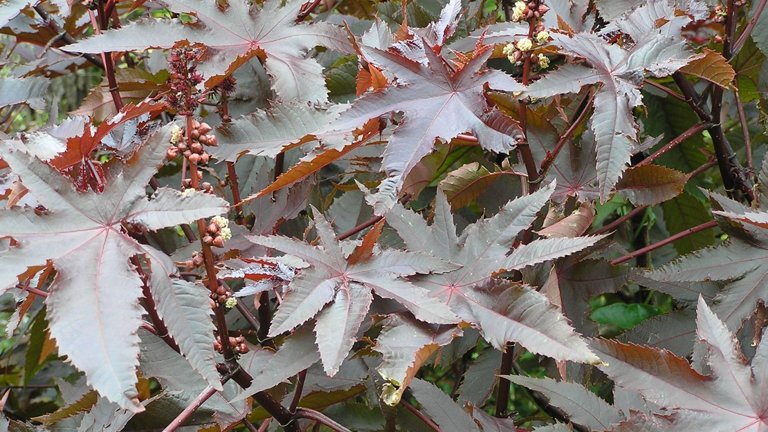 The flowers and leaves of castor oil plant.