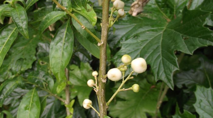 Close up of queen of the night berries.