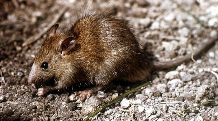 A stout ship rat nibbling on something..