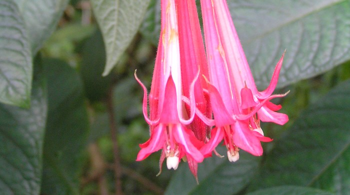 Close up of Bolivian fuchsia flowers.