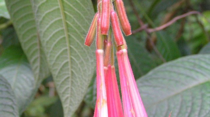 Close up of Bolivian fuchsia flowers.