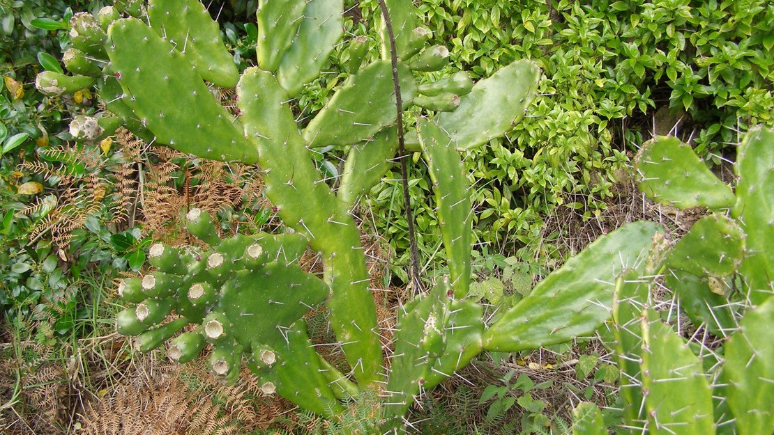 A large drooping prickly pear with spiky needles.