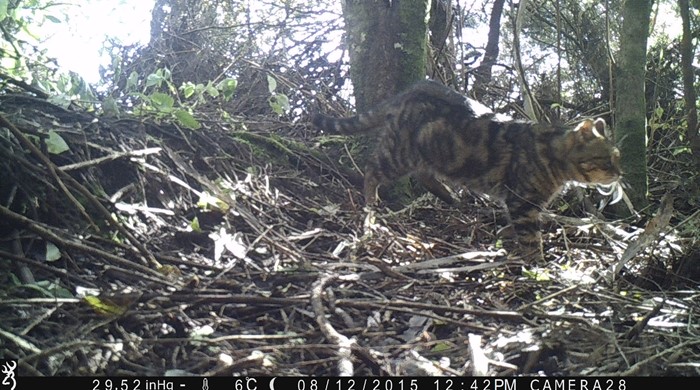 A feral cat caught on camera on the forest floor.