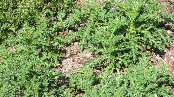 Thick patch of Californian thistles covering the ground.