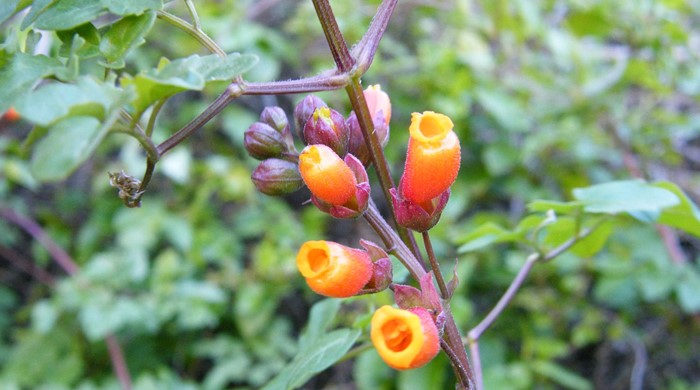 Close up of Chilean glory creeper flowers.