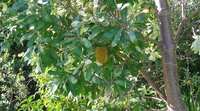 Flower hanging on a coast banksia tree.