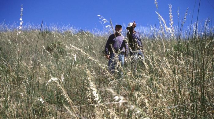 Two people walking in a field of dry pyp grass.