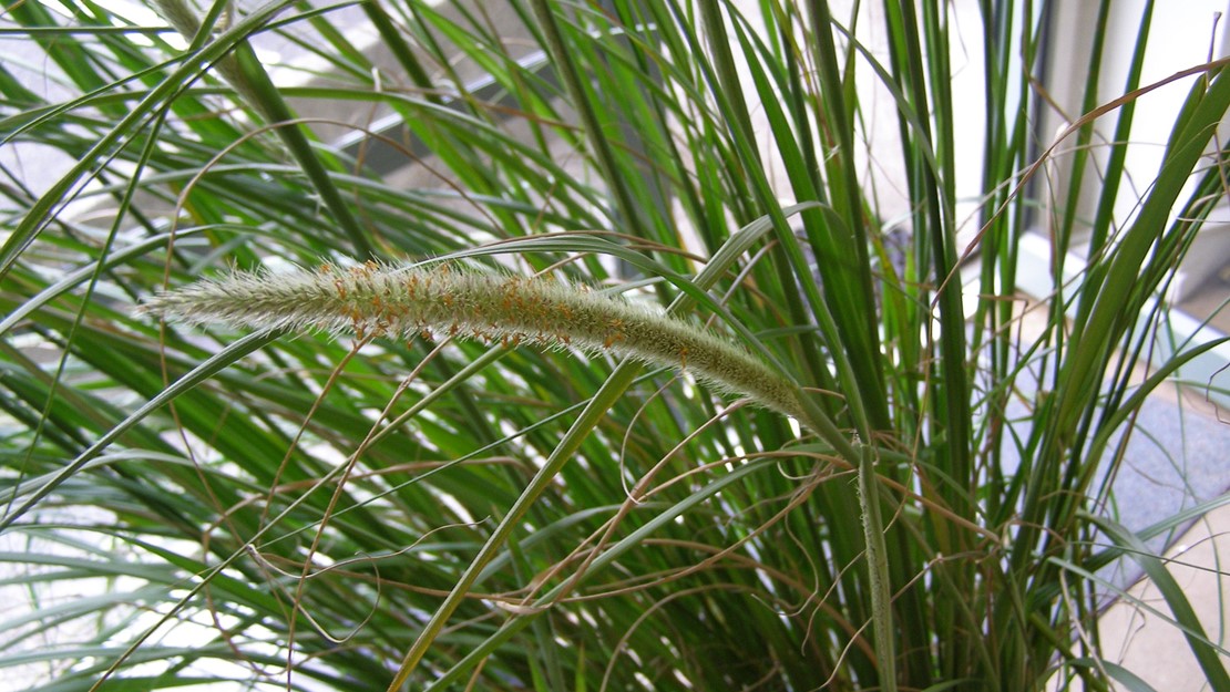 The flowerhead of the African feather grass is tall and spiky.