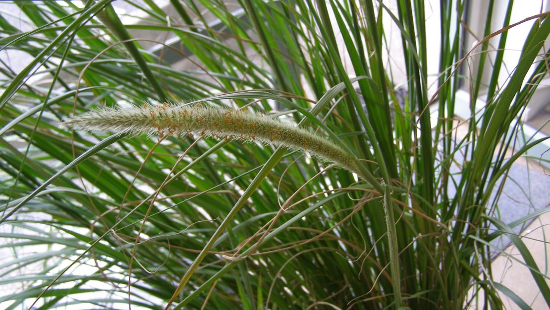 The flowerhead of the African feather grass is tall and spiky.