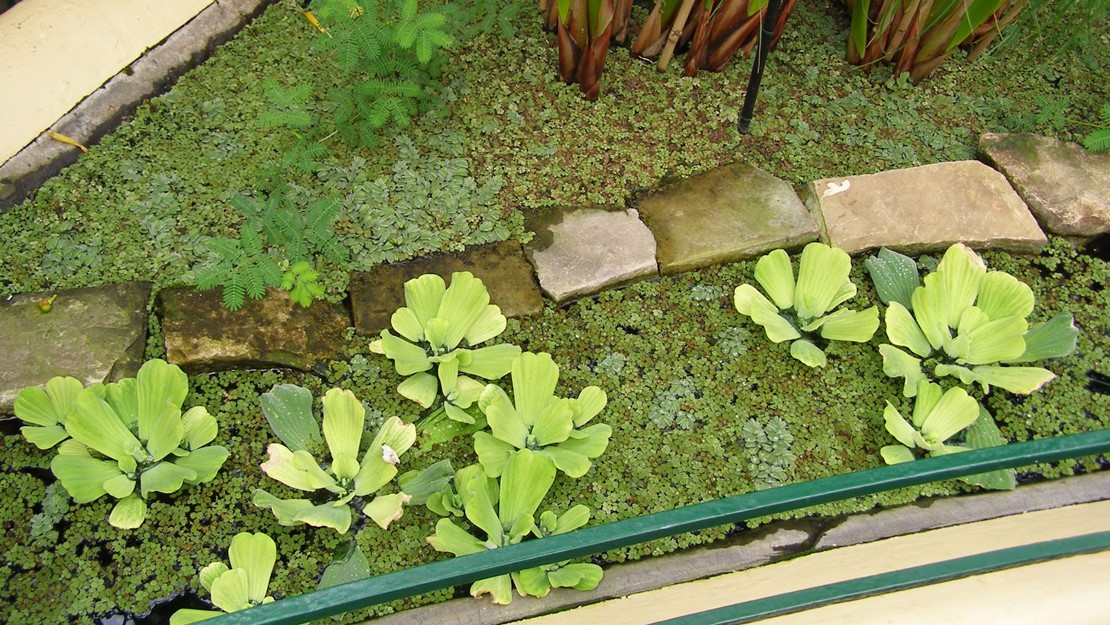 Water Lettuce plants in a plant nursery.
