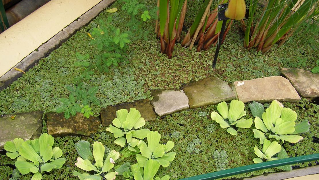 Water Lettuce plants in a plant nursery.