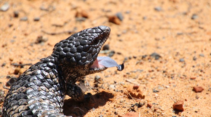 The shingleback lizard with an open mouth, showing a blue tongue.