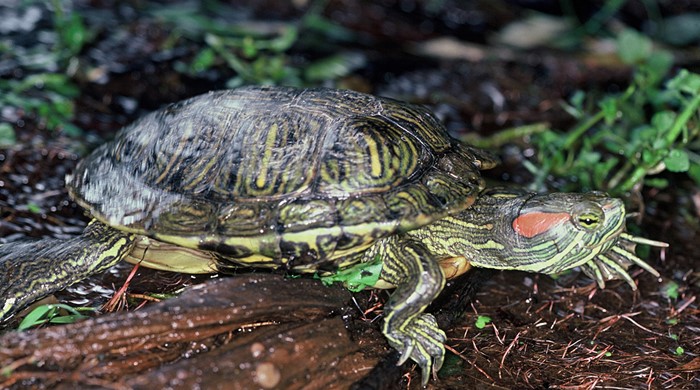 A red eared slider turtle slowly moving along the ground. 