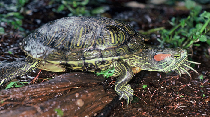 A red eared slider turtle slowly moving along the ground.