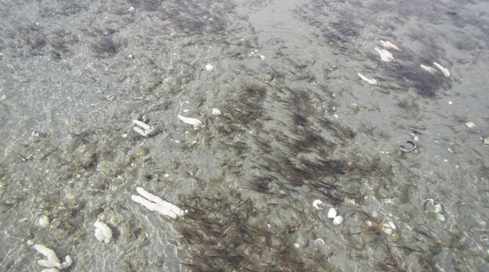 Australian droplet tunicate in shallow water.