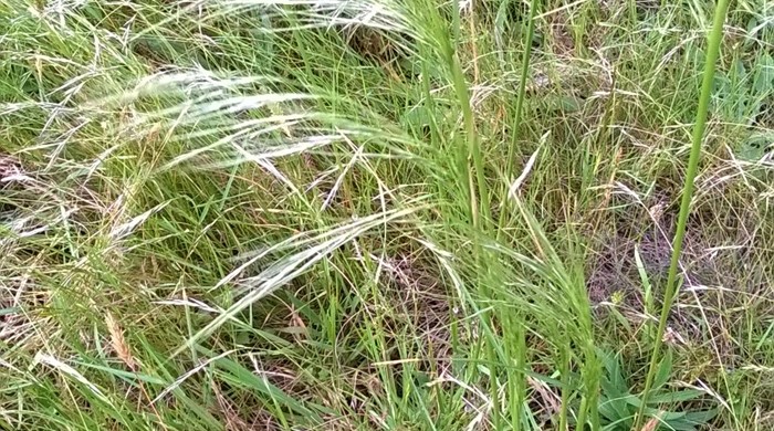 Needle Grass with seed heads.