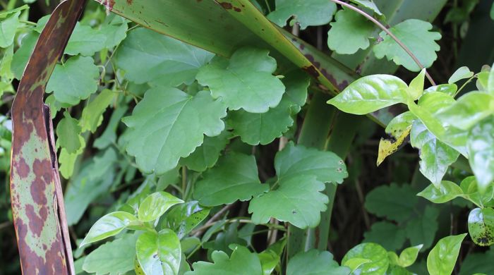 Chocolate vine leaves amongst a flax bush.