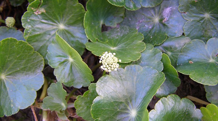 Glossy Hydrocotyle umbellata leaves with immature inflorescence.