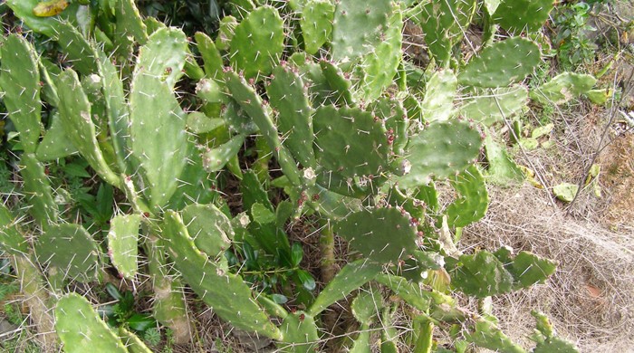 Hard spiny leaves of drooping prickly pear.