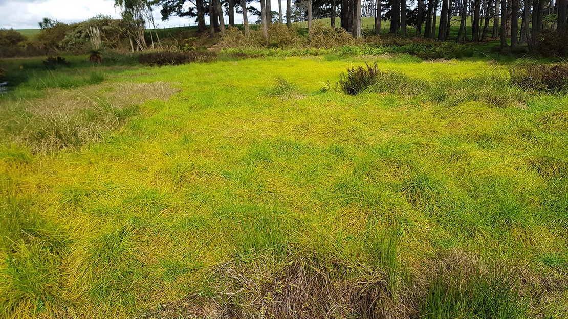 Pasture surrounding the Price Road Wetland. 