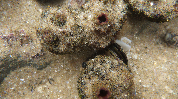 Top down view of a pyura sea squirt.