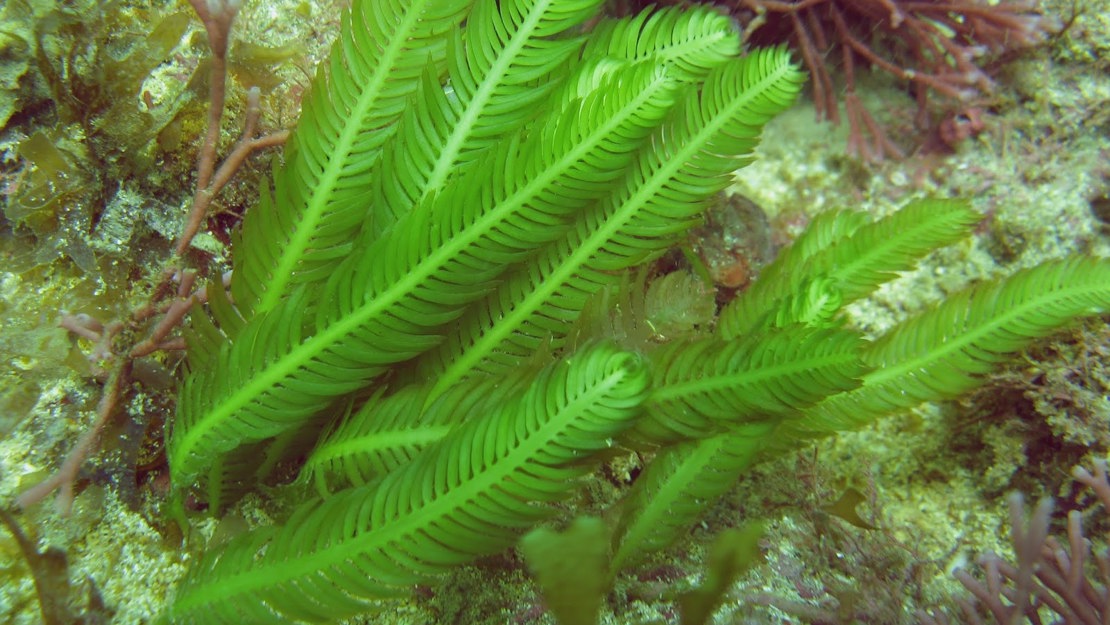 Caulerpa taxifolia.