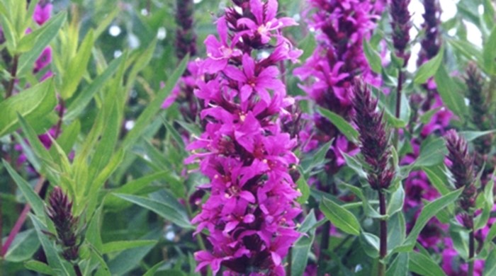 Close up of the bright flowers of purple loosestrife.