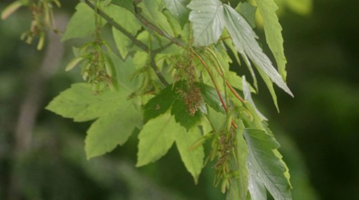 Sycamore leaf tip with immature flowers.