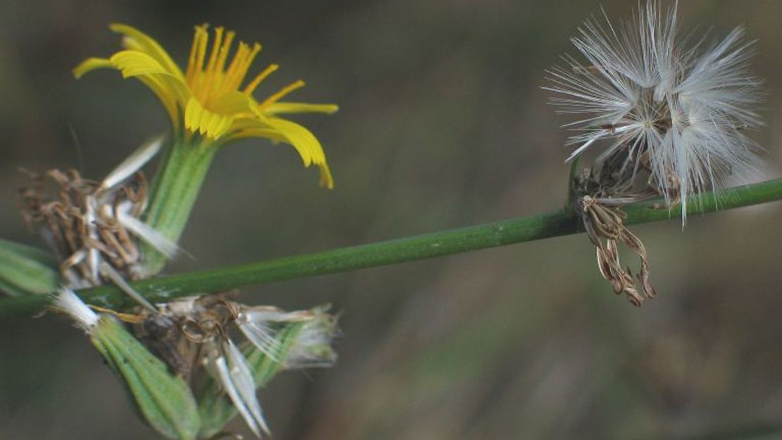 Close up of skeleton weed flowers.