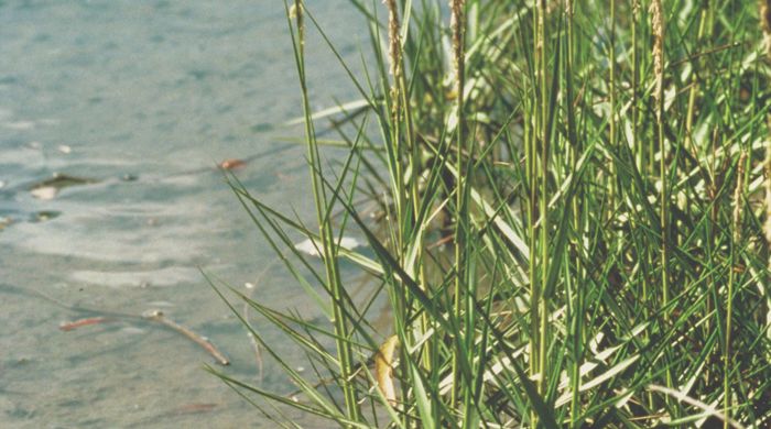 Spartina growing in the muddy ground by the water.