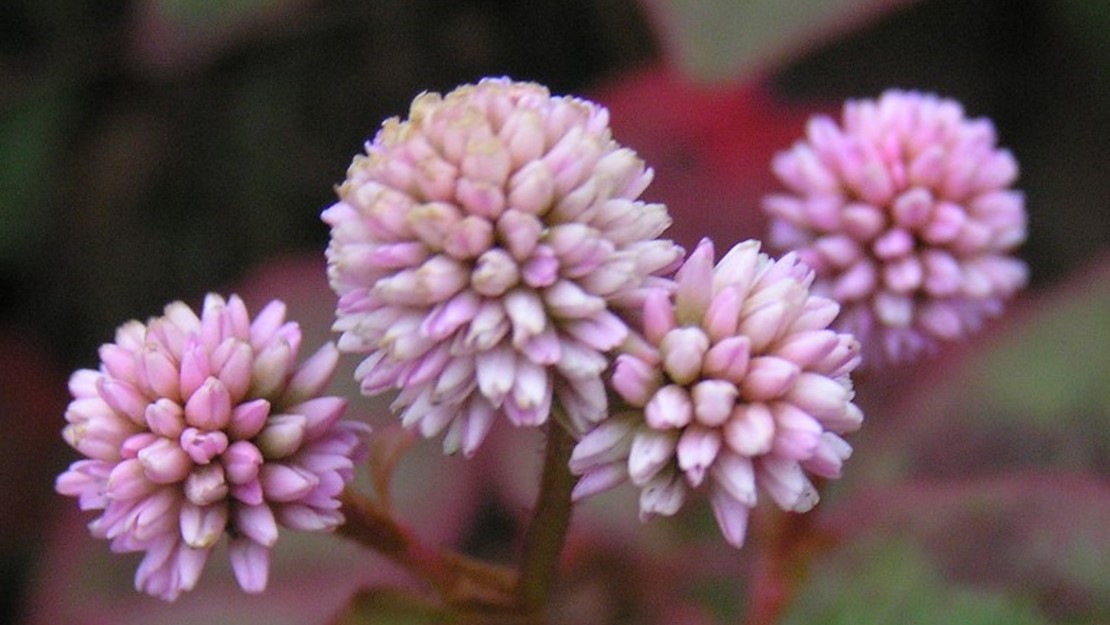 Close up of pink headed knotweed flowers.