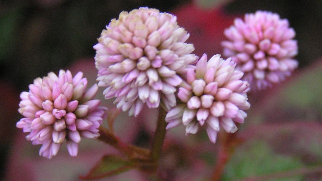 Close up of pink headed knotweed flowers.