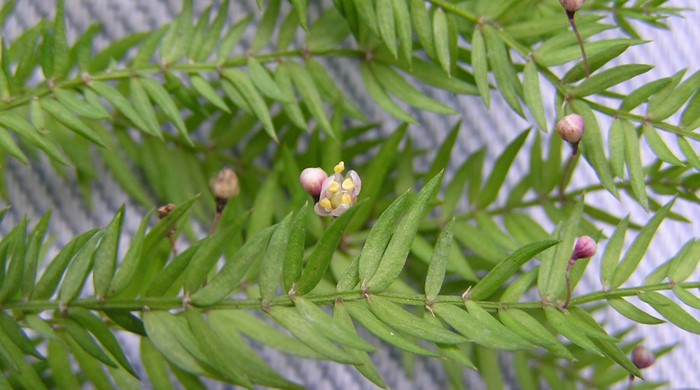 Close up of climbing asparagus with a blooming flower.