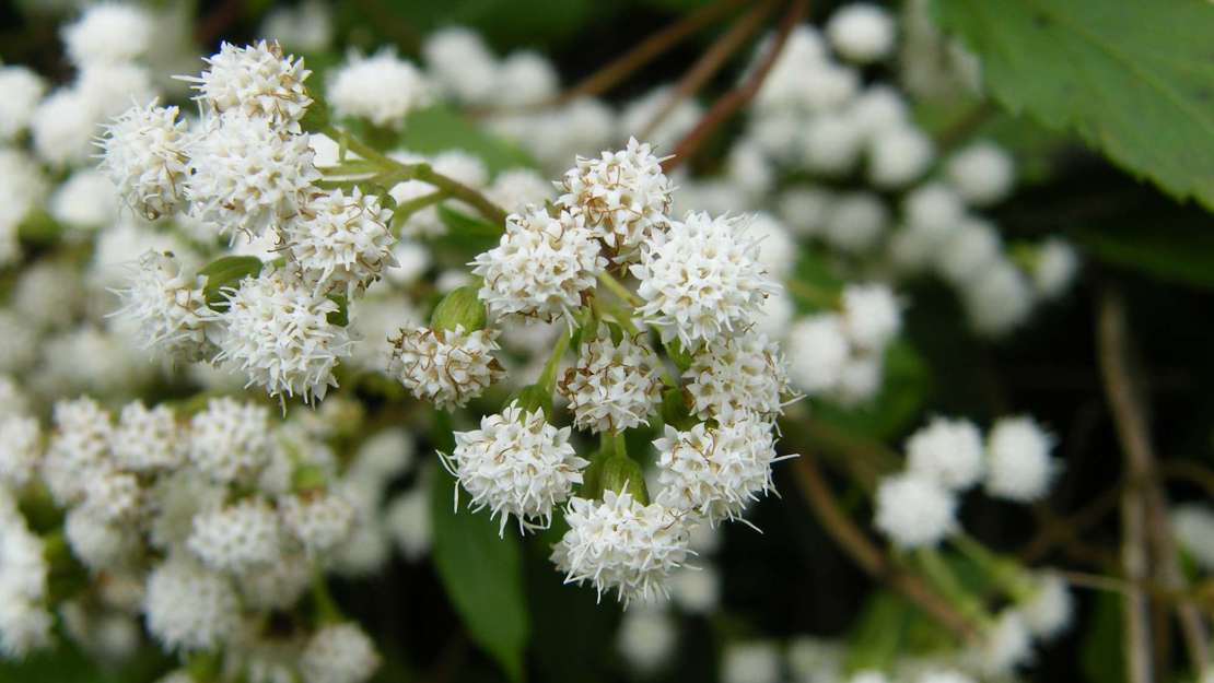 Close up of Mistflower flowers.