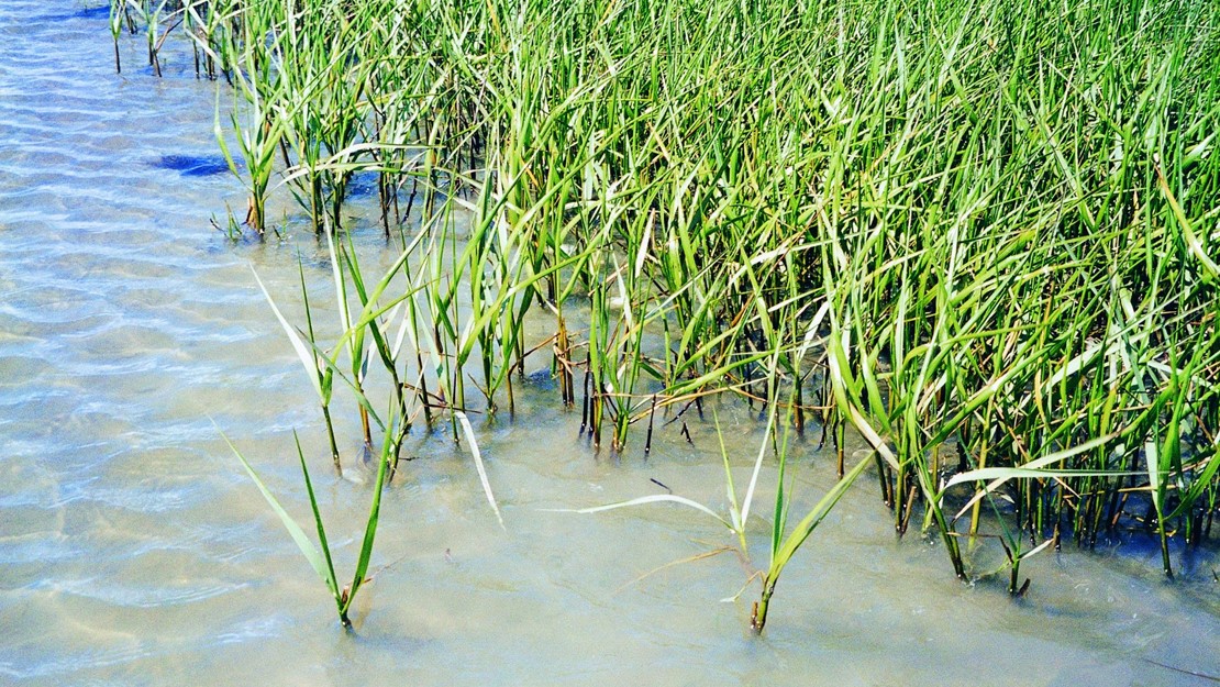 Spartina growing in tidal waters.
