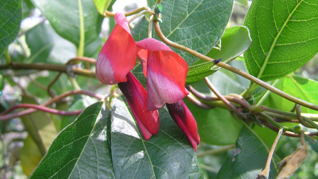 Close up of dusky coral pea flowers.