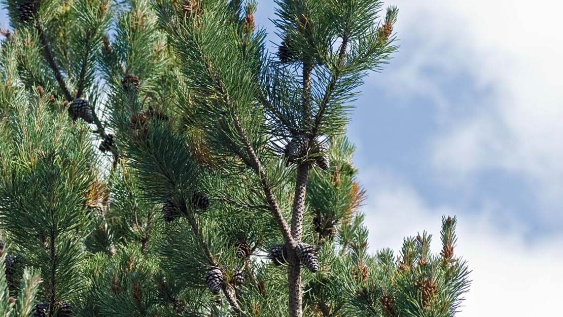 Lodgepole Pine canopy with cones.