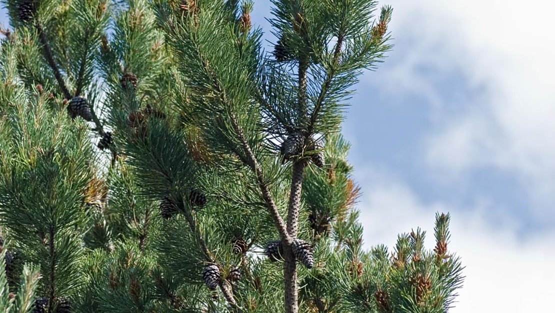 Lodgepole Pine canopy with cones.