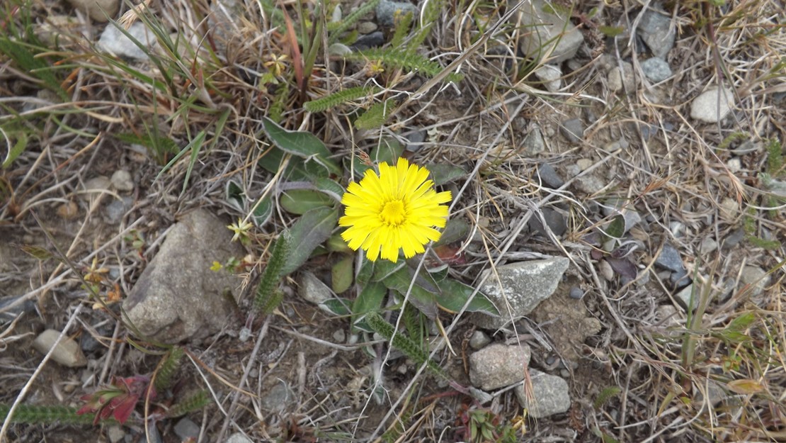 Small Hawkweed growing in gravel with single flower.