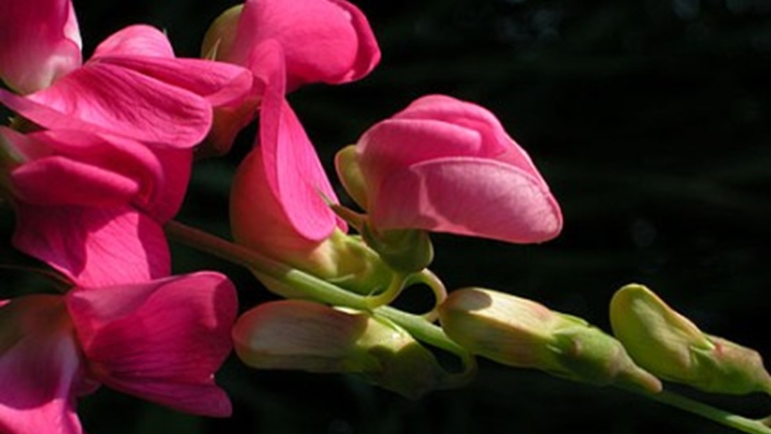 Close up of everlasting pea flowers.