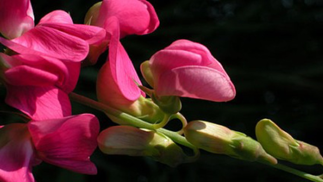 Close up of everlasting pea flowers.