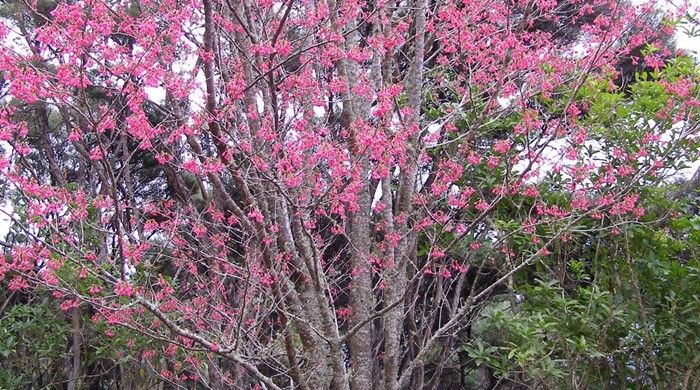 Tall Taiwan Cherry in full flower.