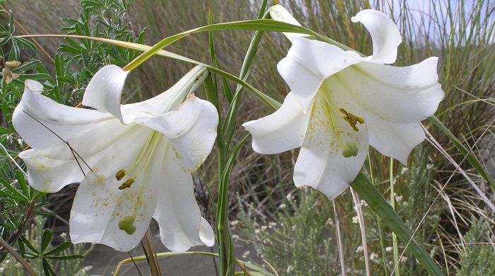 Two fully bloomed formosa lilies.